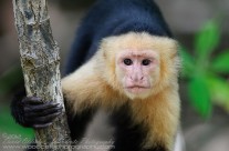 White Faced Capuchin – Inquisitive