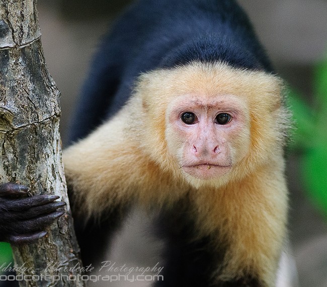White Faced Capuchin – Inquisitive