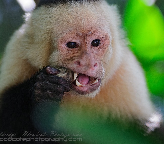 White Faced Capuchin with mud crab for lunch