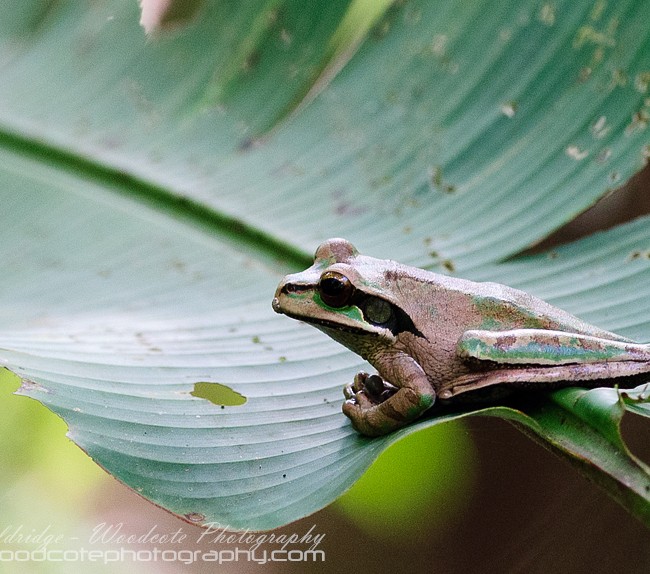 Masked Smilisca Tree Frog – Costa Rica