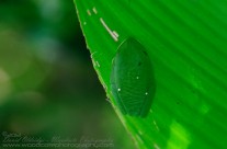 Red Eyed Tree Frog asleep under a leaf – Costa Rica