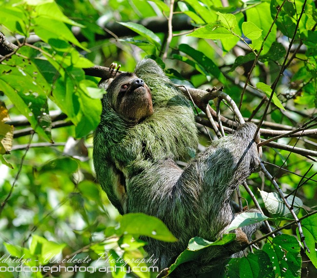 Three Toed Sloth (3)