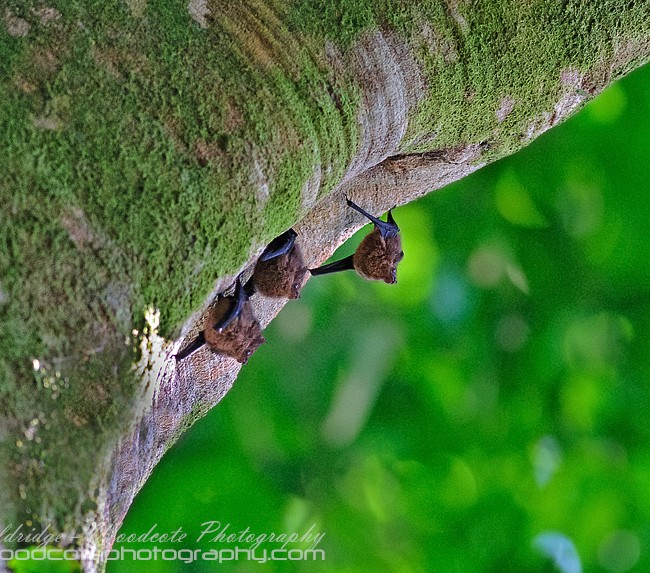 Costa Rican Bats