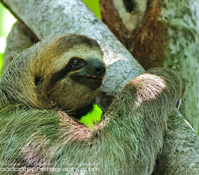 Three Toed Sloth (2)