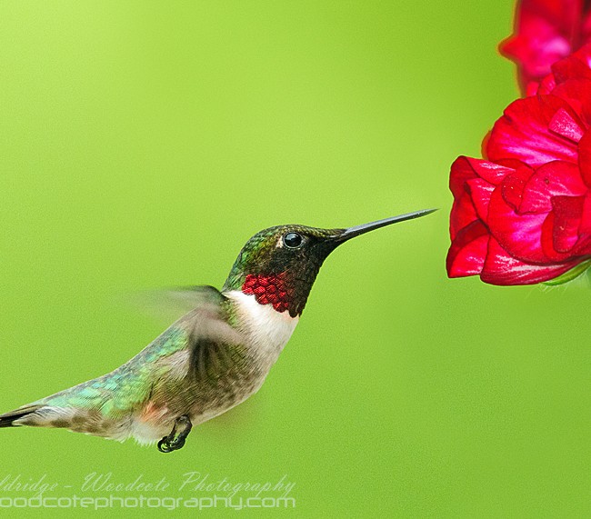Ruby Throated Hummingbird (24)