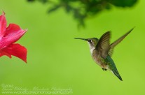 Ruby Throated Hummingbird (23)