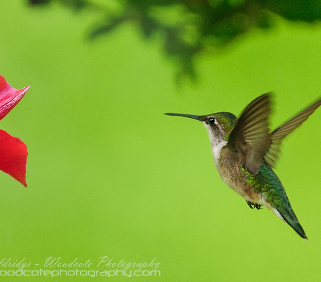 Ruby Throated Hummingbird (23)