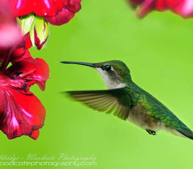 Ruby Throated Hummingbird (22)