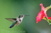 Ruby Throated Hummingbird (20)