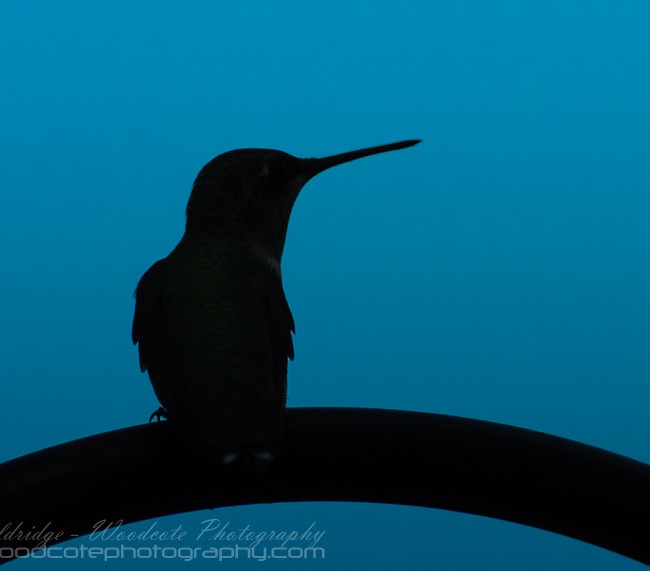 Ruby Throated Hummingbird at dusk