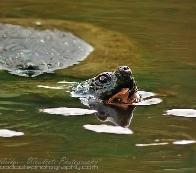 Snapping Turtle feeding