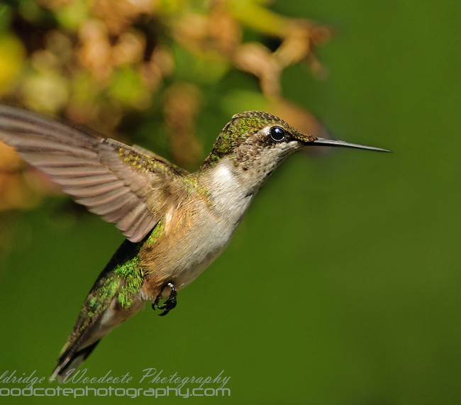 Ruby Throated Hummingbird (16)
