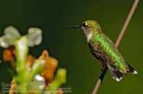 Ruby Throated Hummingbird (15)