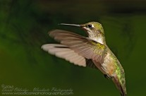 Ruby Throated Hummingbird (14)