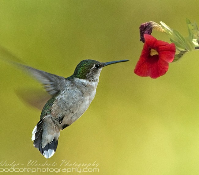 Ruby Throated Hummingbird (13)
