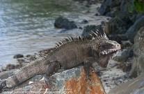Iguana – St John’s, Virgin Islands