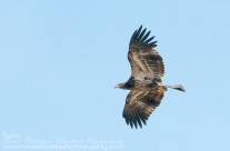 Bald Eagle – juvenile