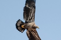 Juvenile Bald Eagle catching a thermal