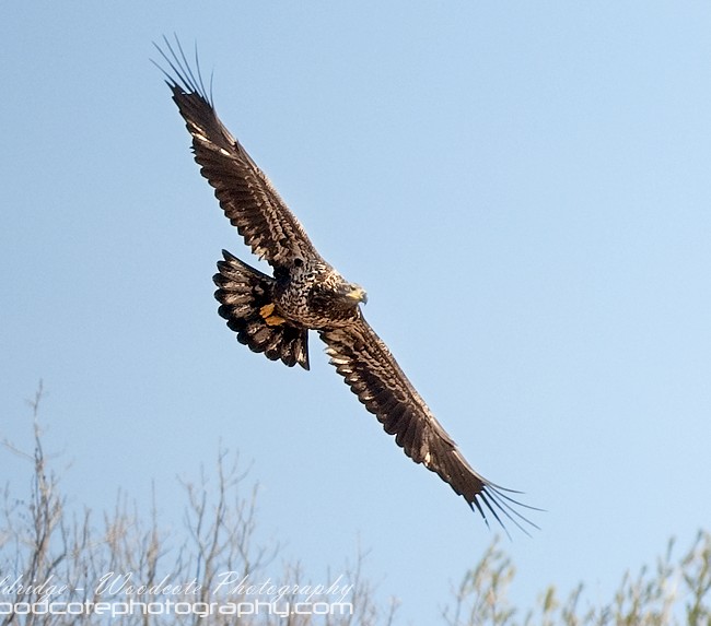 Bald Eagle – juvenile – on a low level banked turn