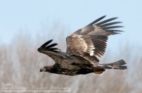 Bald Eagle – juvenile – swoops low over the water