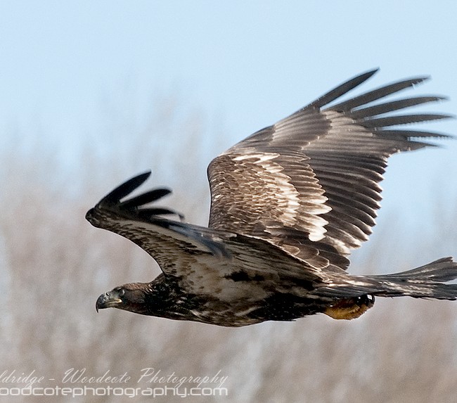 Bald Eagle – juvenile – swoops low over the water