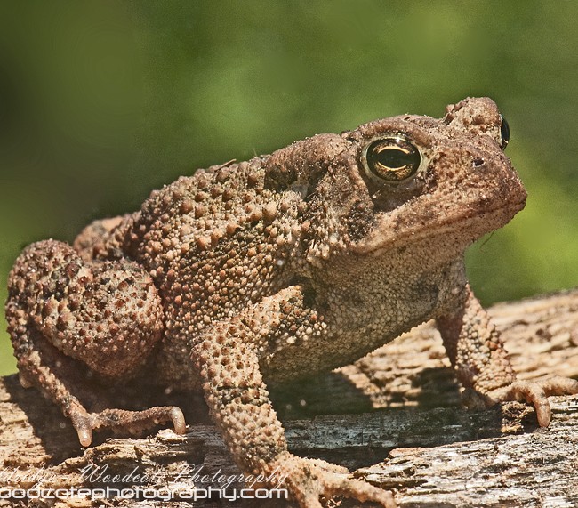 Fowler’s Toad