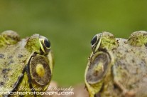 Side by side – A pair of American Green Frogs