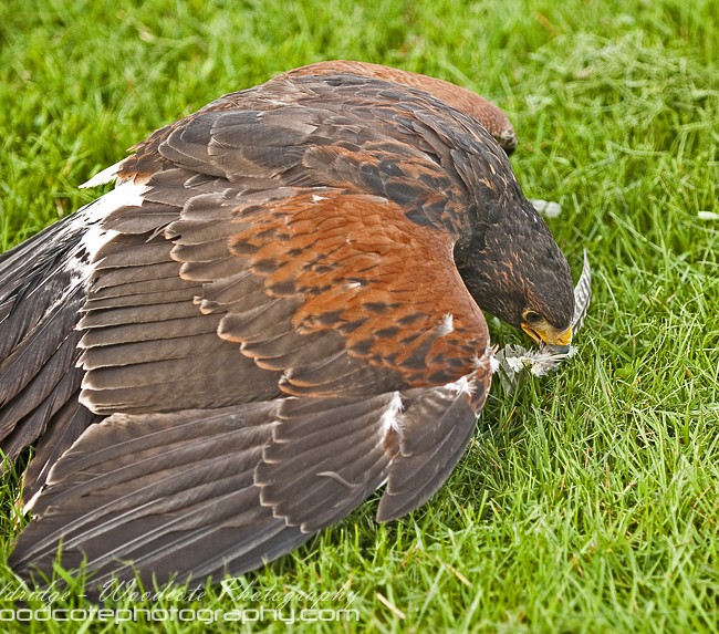 Harris Hawk protecting its prey