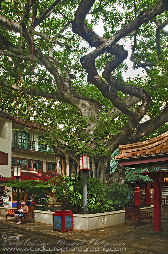 Huge Banyan tree dominating the centre of Honolulu Village