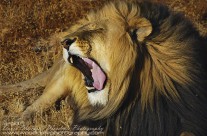Lion – the business end