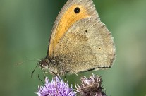 Meadow Brown Butterfly on thistle flower