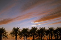 Palm Fringed sunset