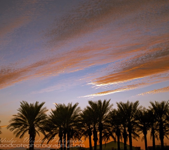 Palm Fringed sunset