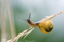 Brown Lipped Banded Snail