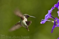 Ruby Throated Hummingbird (12)