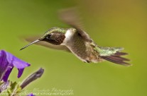 Ruby Throated Hummingbird (8)