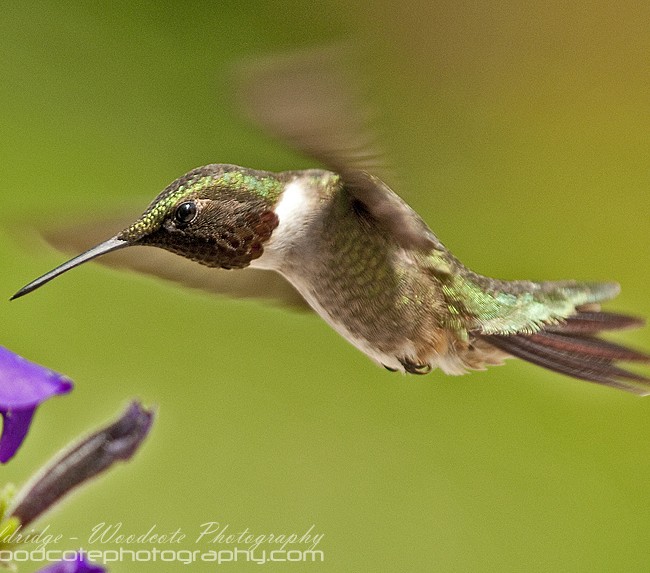 Ruby Throated Hummingbird (8)