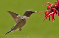 Ruby Throated Hummingbird (9)