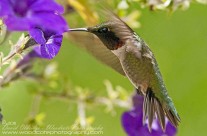 Ruby Throated Hummingbird (10)
