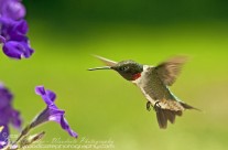 Ruby Throated Hummingbird (7)