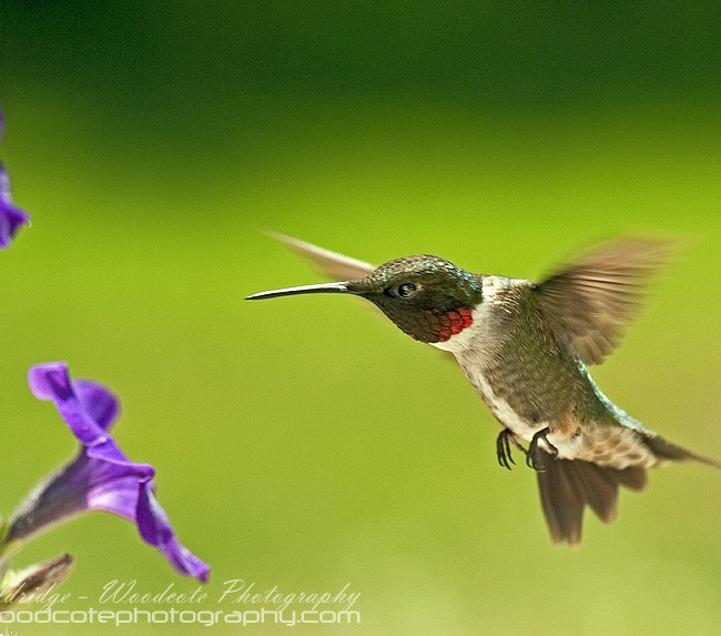 Ruby Throated Hummingbird (7)
