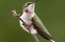 Ruby Throated Hummingbird (6)
