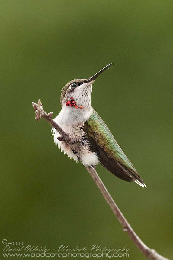 Ruby Throated Hummingbird (6)