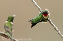 Ruby Throated Hummingbird (4)