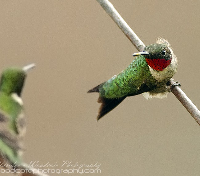 Ruby Throated Hummingbird (4)