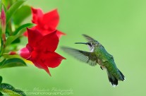 Ruby Throated Hummingbird (3)