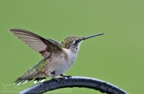 Ruby Throated Hummingbird (2)