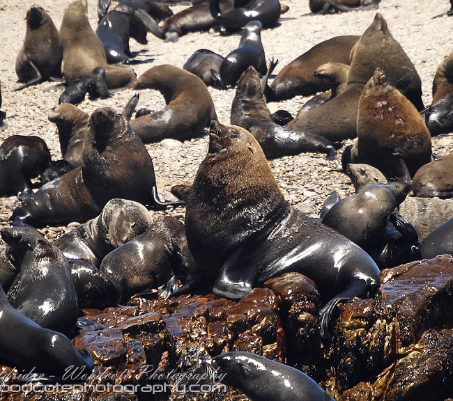 Dominant male Cape Fur Seals holding court
