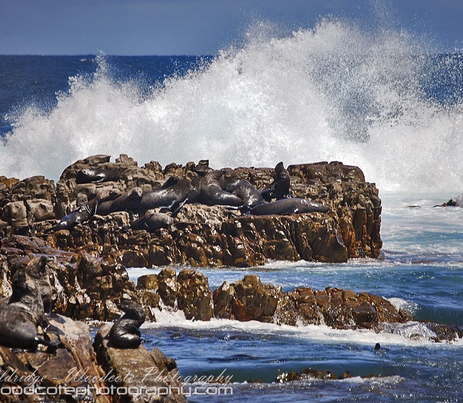 The surf lashing the home of the Cape Fur Seals