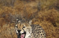 Speed freak – the Cheetah
